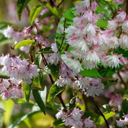 Deutzia 'Rosea Plena' - Deutsia 'Rosea Plena' TR18  